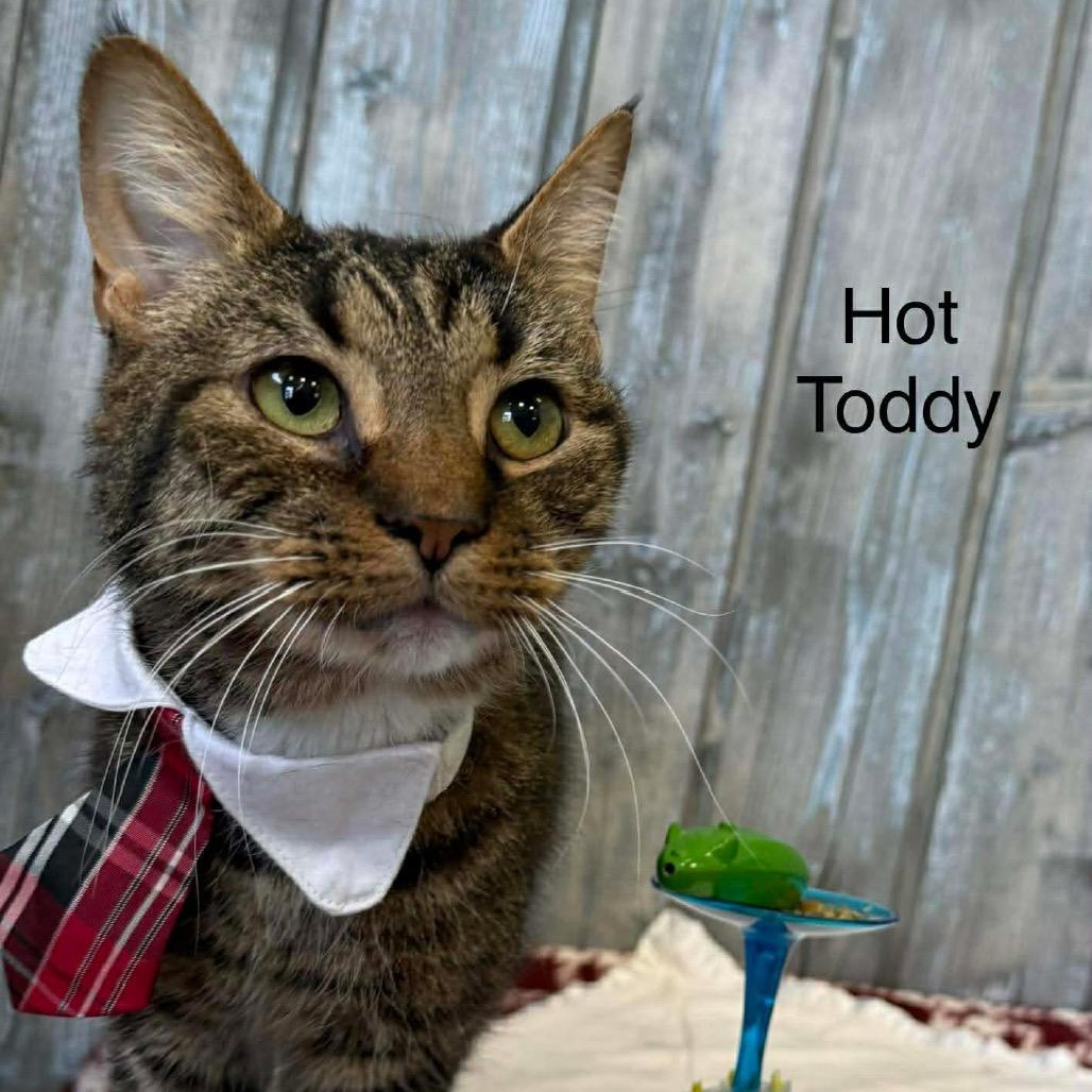 Enlarge Hot Toddy, a Adoptable Domestic Short Hair in Parkersburg, WV image 4/6