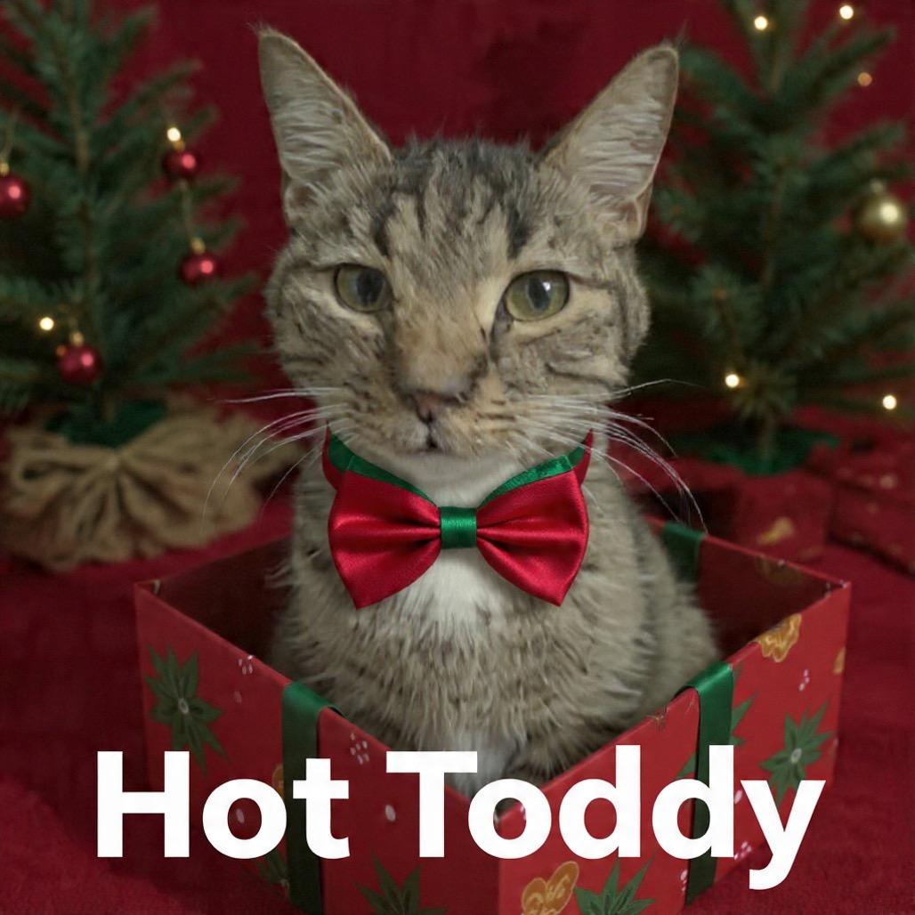 Enlarge Hot Toddy, a Adoptable Domestic Short Hair in Parkersburg, WV image 5/6