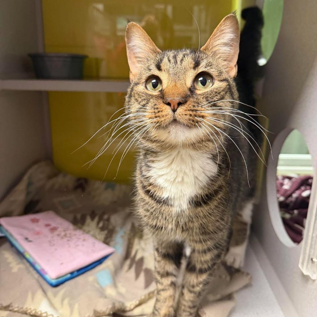 Enlarge Hot Toddy, a Adoptable Domestic Short Hair in Parkersburg, WV image 6/6
