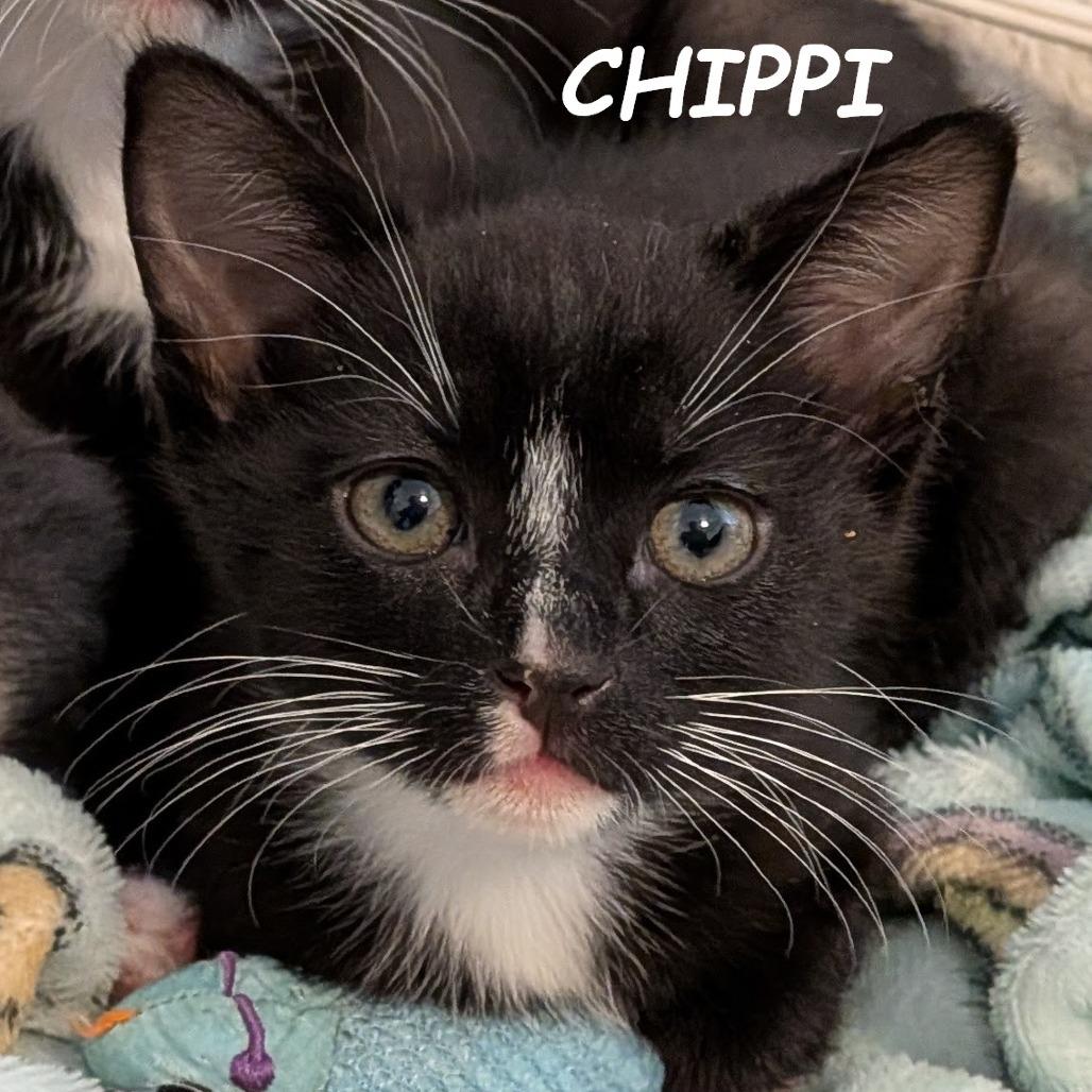 Chippi, Adoptable, Kitten Male Domestic Short Hair.