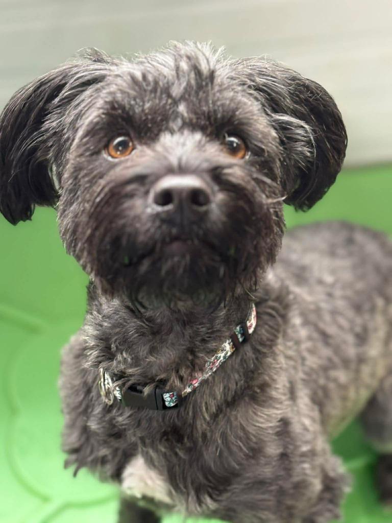 Enlarge Ellie, a Adopted mixed breed in Warren, MI image 2/6