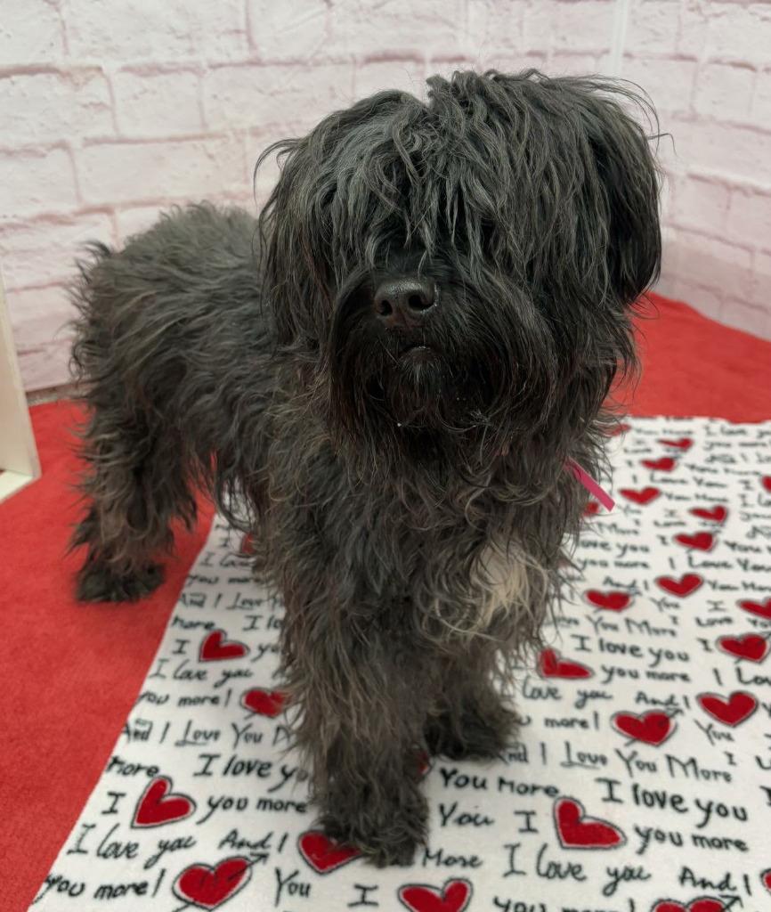 Enlarge Ellie, a Adopted mixed breed in Warren, MI image 3/6