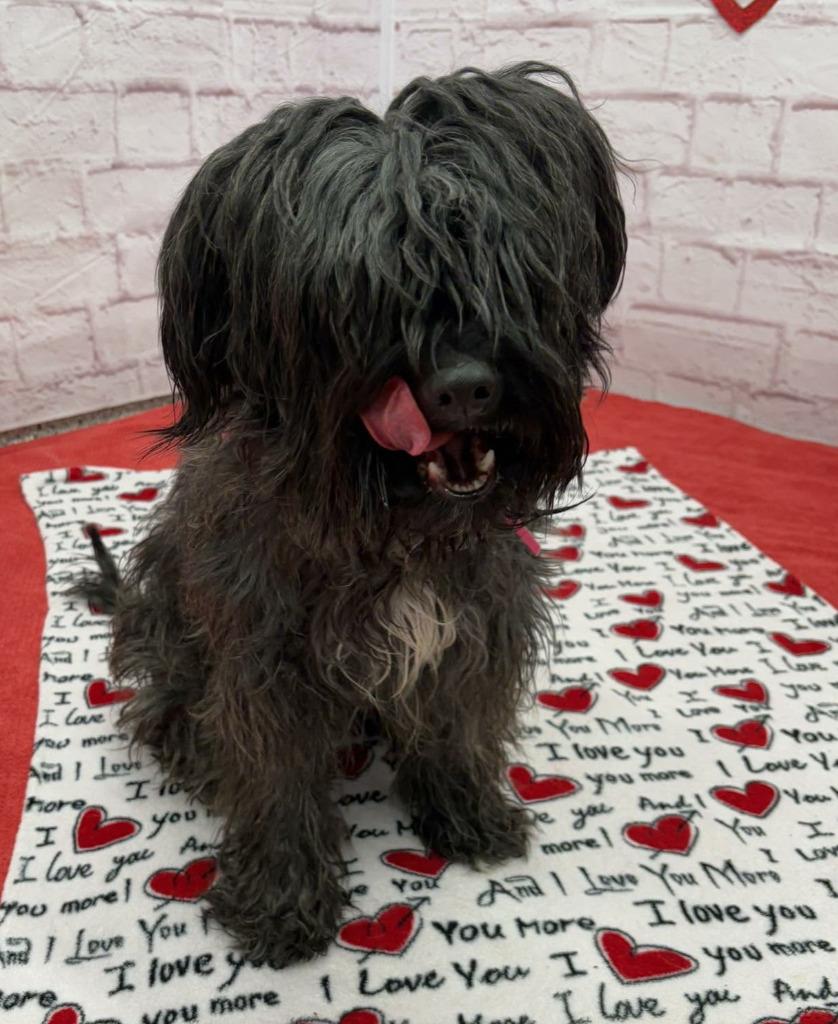 Enlarge Ellie, a Adopted mixed breed in Warren, MI image 4/6