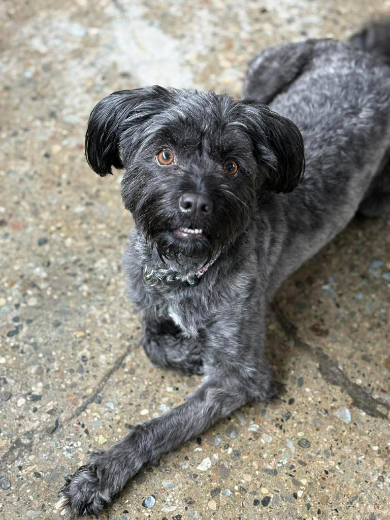 Enlarge Ellie, a Adopted mixed breed in Warren, MI image 5/6