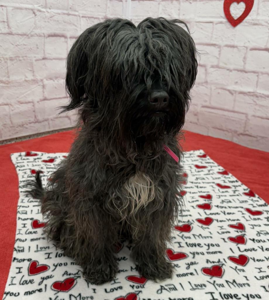 Enlarge Ellie, a Adopted mixed breed in Warren, MI image 6/6