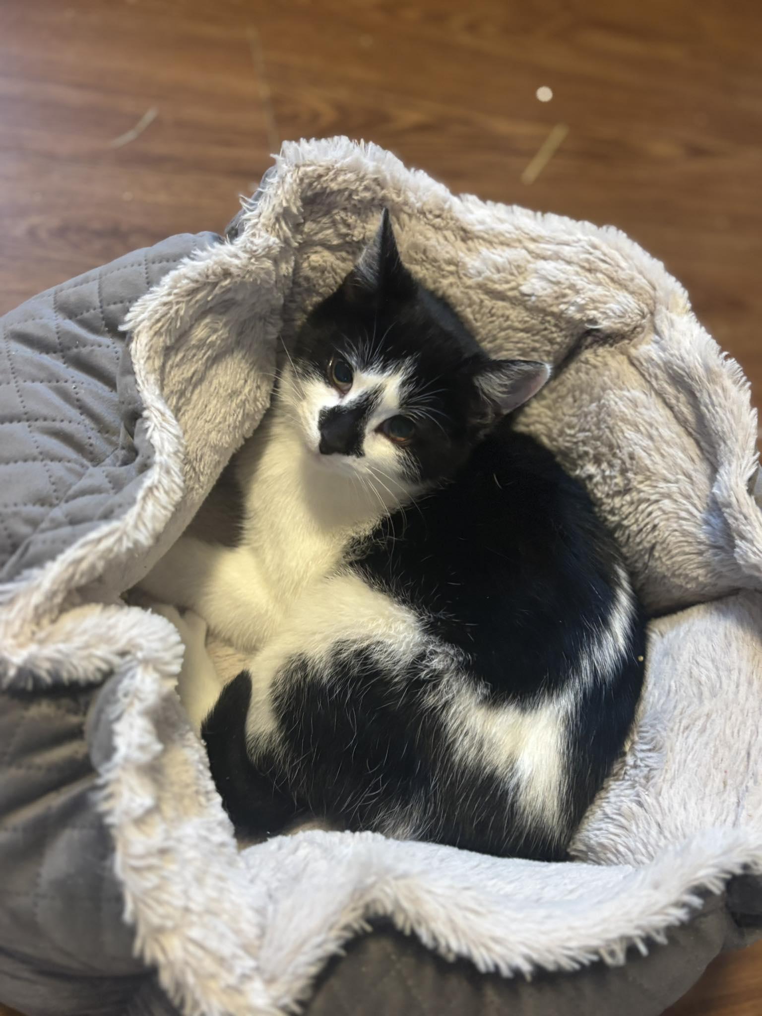 Enlarge Tilly, a ADOPTABLE Domestic Short Hair in Spencerville, ON image 1/6