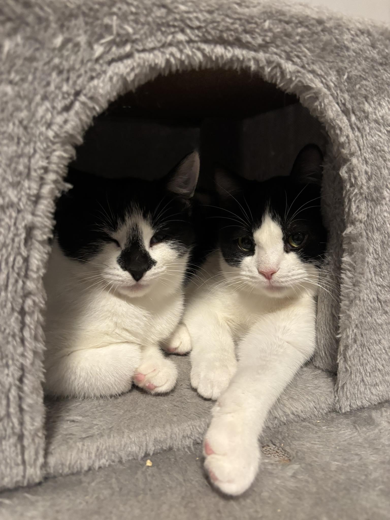 Enlarge Tilly, a ADOPTABLE Domestic Short Hair in Spencerville, ON image 2/6