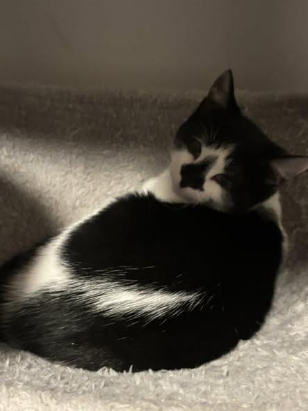 Enlarge Tilly, a ADOPTABLE Domestic Short Hair in Spencerville, ON image 3/6