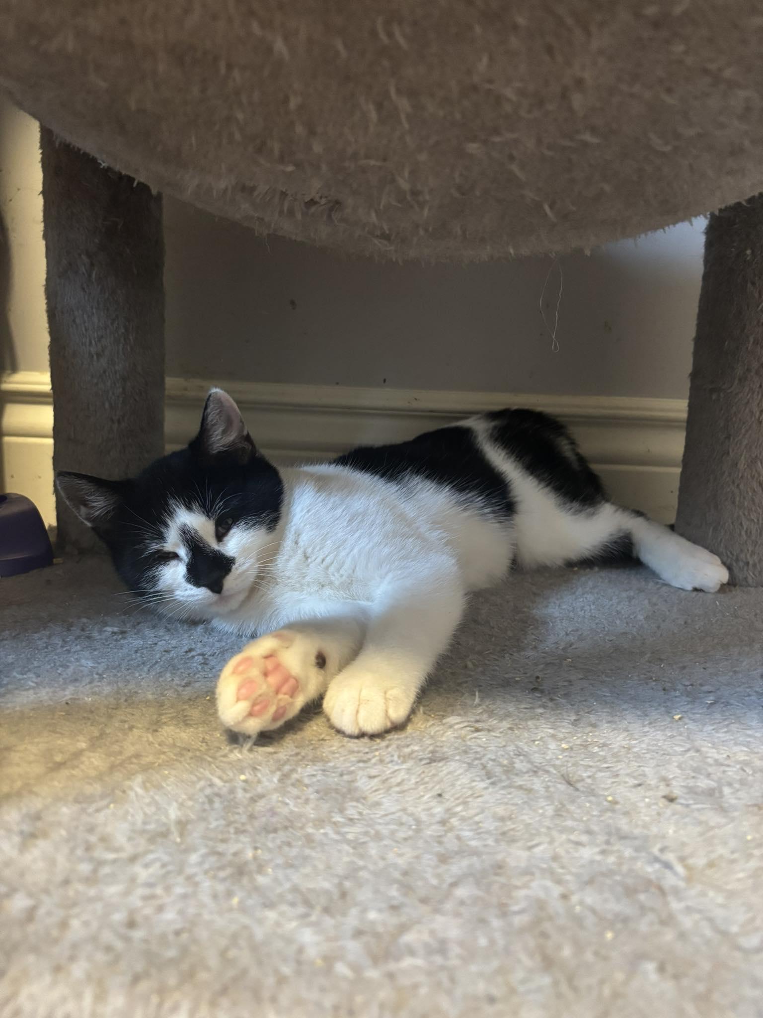 Enlarge Tilly, a ADOPTABLE Domestic Short Hair in Spencerville, ON image 4/6