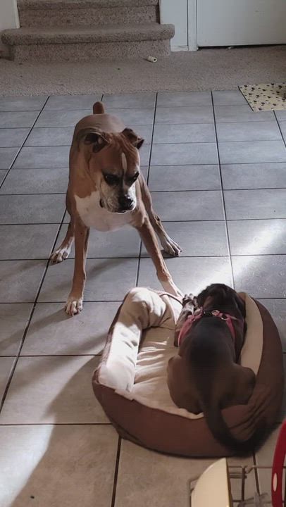 Enlarge Luna, a Adopted mixed breed in Buckeye, AZ video 6/11