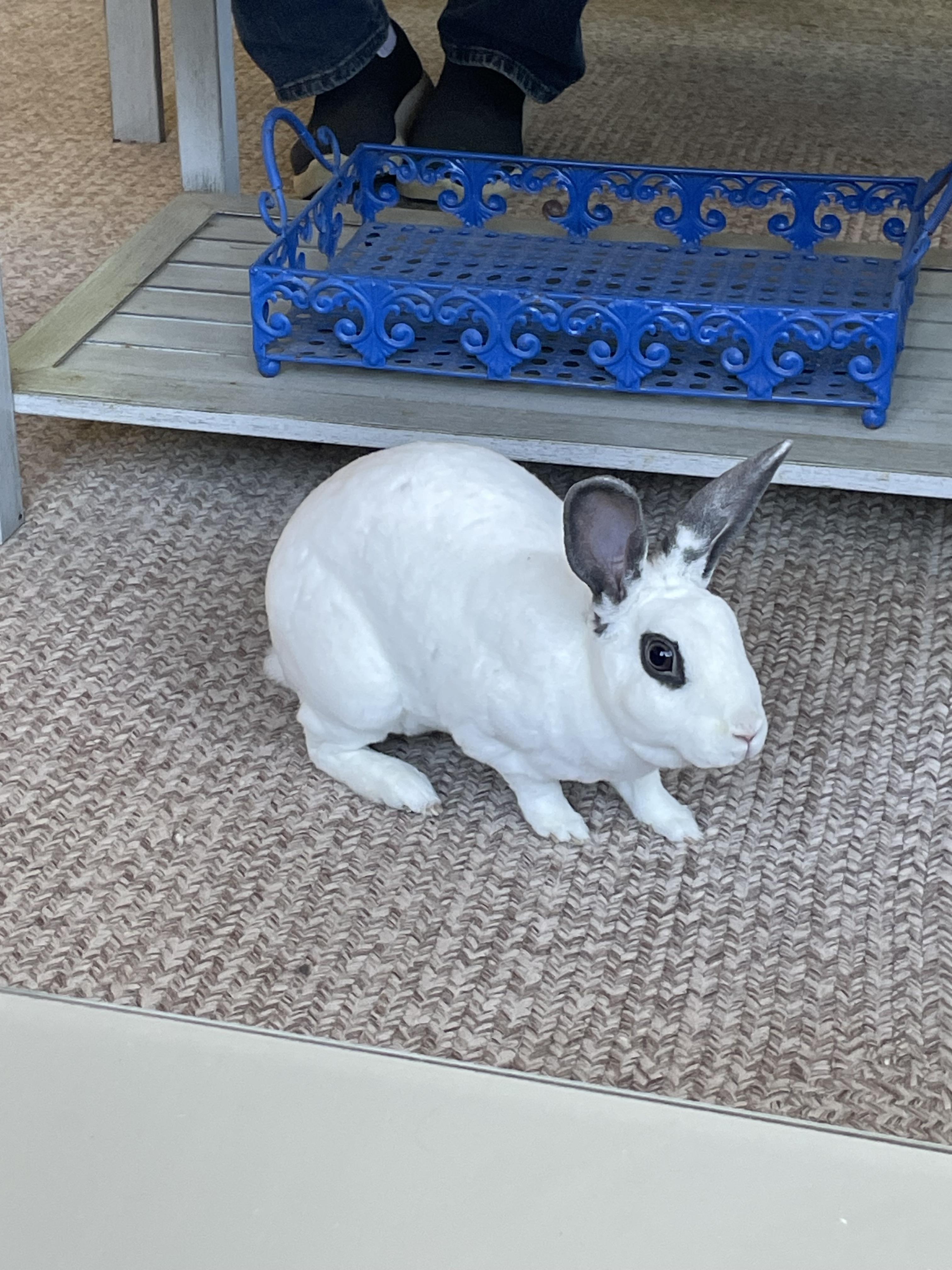 Enlarge Twyla, a Adoptable Mini Rex in St. Charles, IL image 2/6