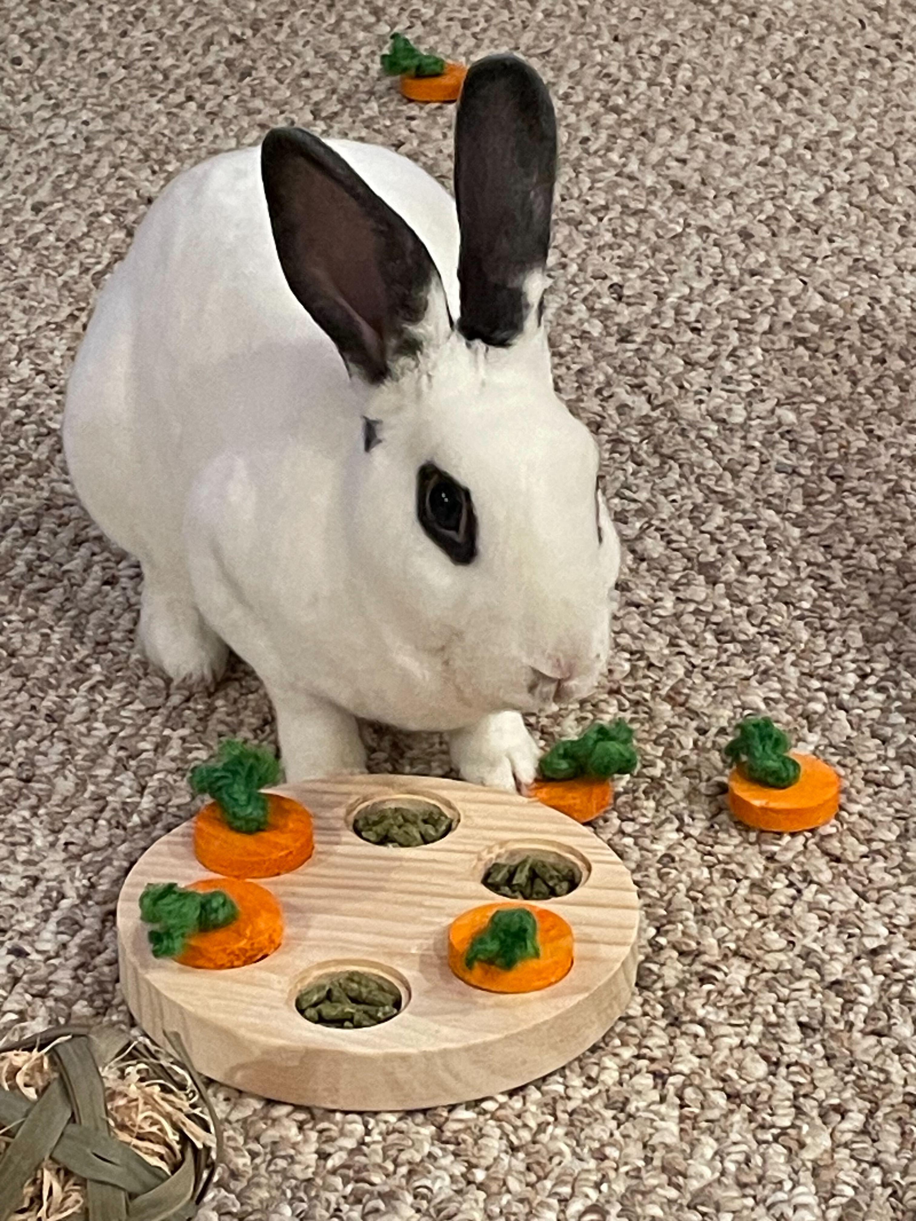 Twyla, Adoptable, Young Female Mini Rex.