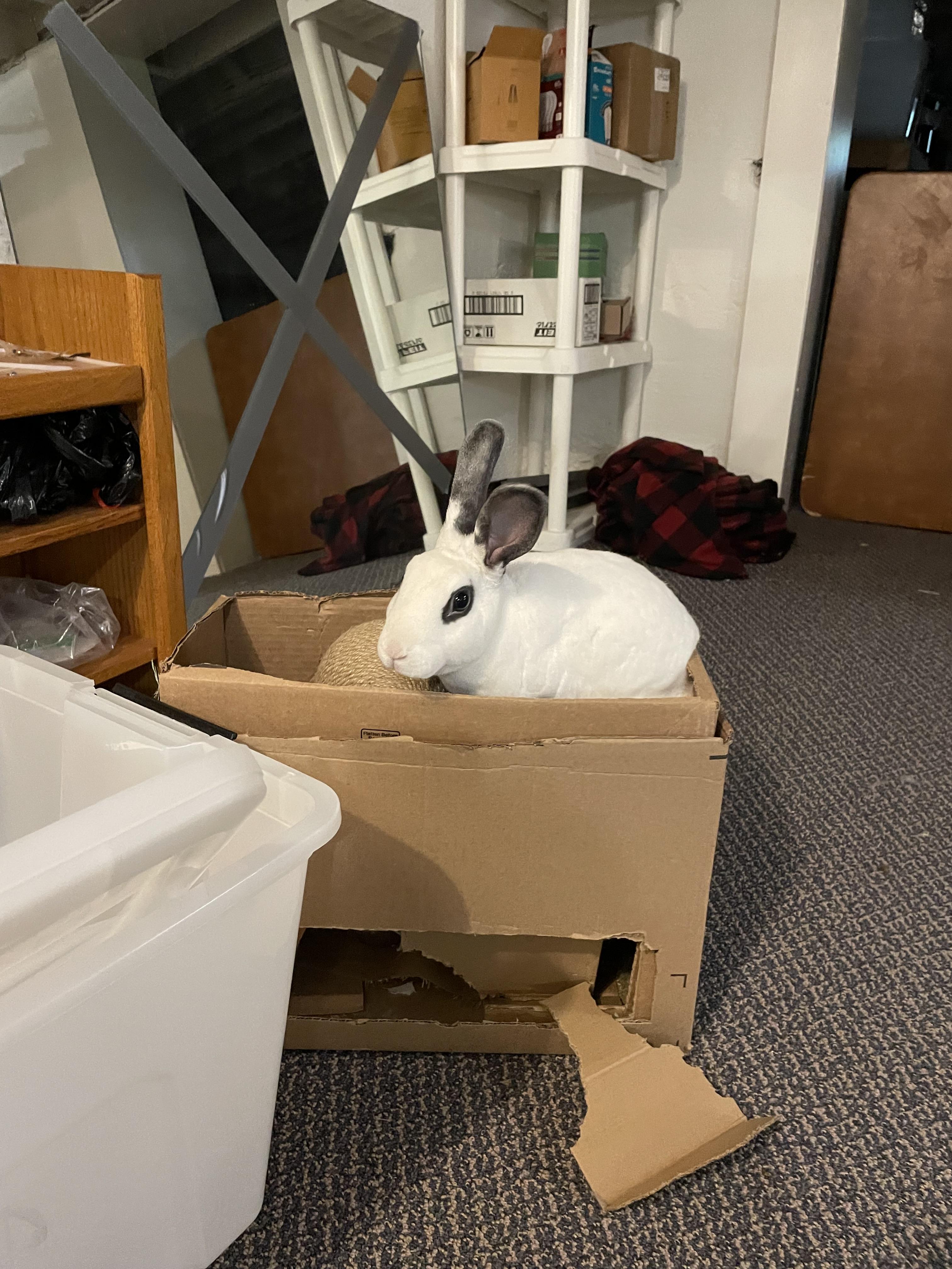 Enlarge Twyla, a Adoptable Mini Rex in St. Charles, IL image 3/6
