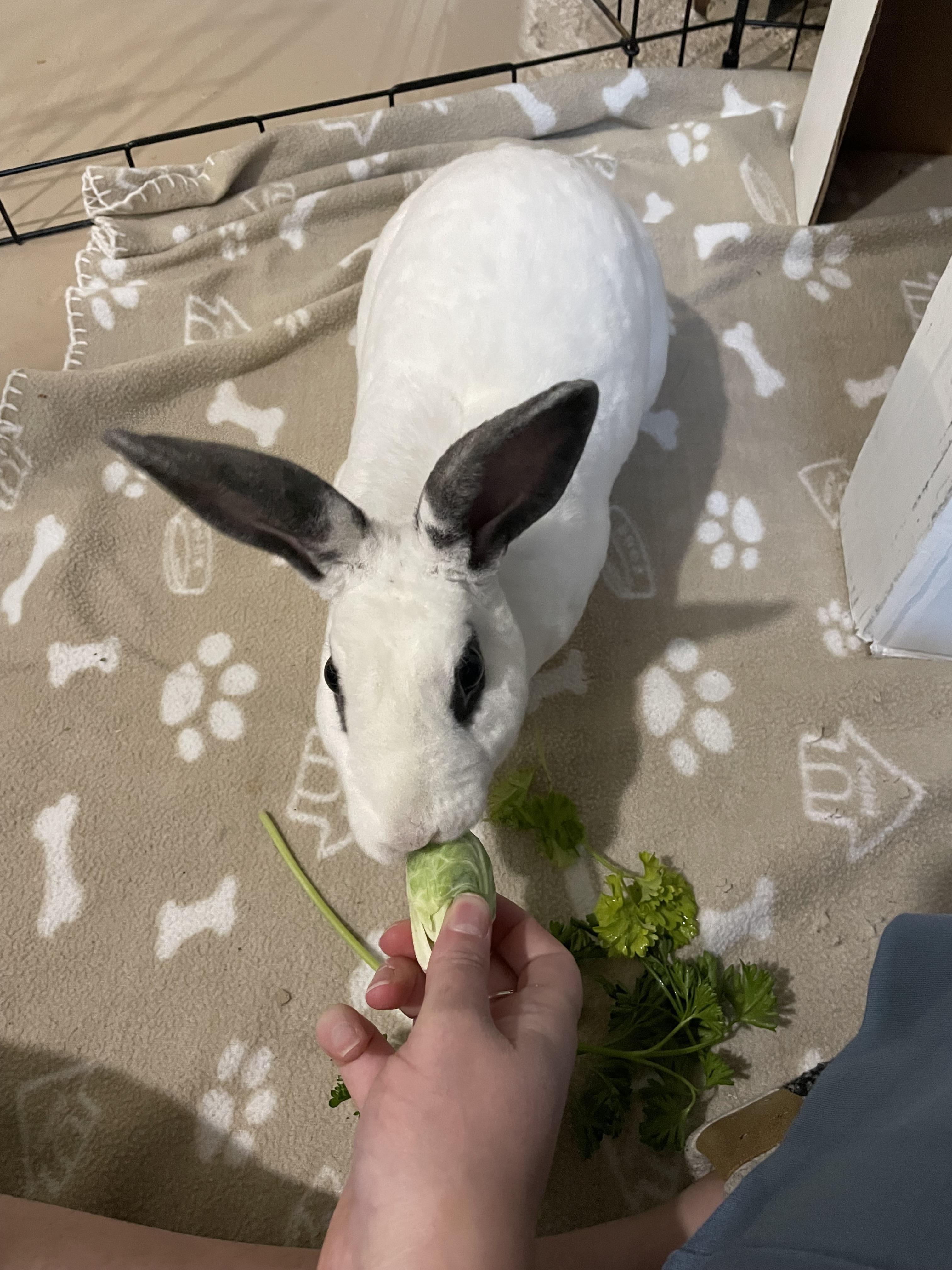 Enlarge Twyla, a Adoptable Mini Rex in St. Charles, IL image 4/6