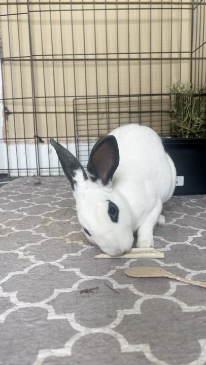 Enlarge Twyla, a Adoptable Mini Rex in St. Charles, IL video 6/6