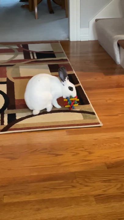 Enlarge Twyla, a Adoptable Mini Rex in St. Charles, IL video 5/6