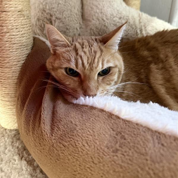 Sofia, a Adoptable American Shorthair in Mount Shasta, CA image 1/2