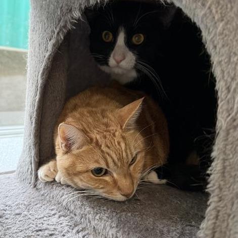 Enlarge Sofia, a Adoptable American Shorthair in Mount Shasta, CA image 2/4