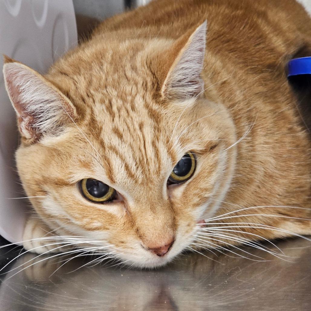 Sofia, a Adoptable American Shorthair in Mount Shasta, CA image 2/2