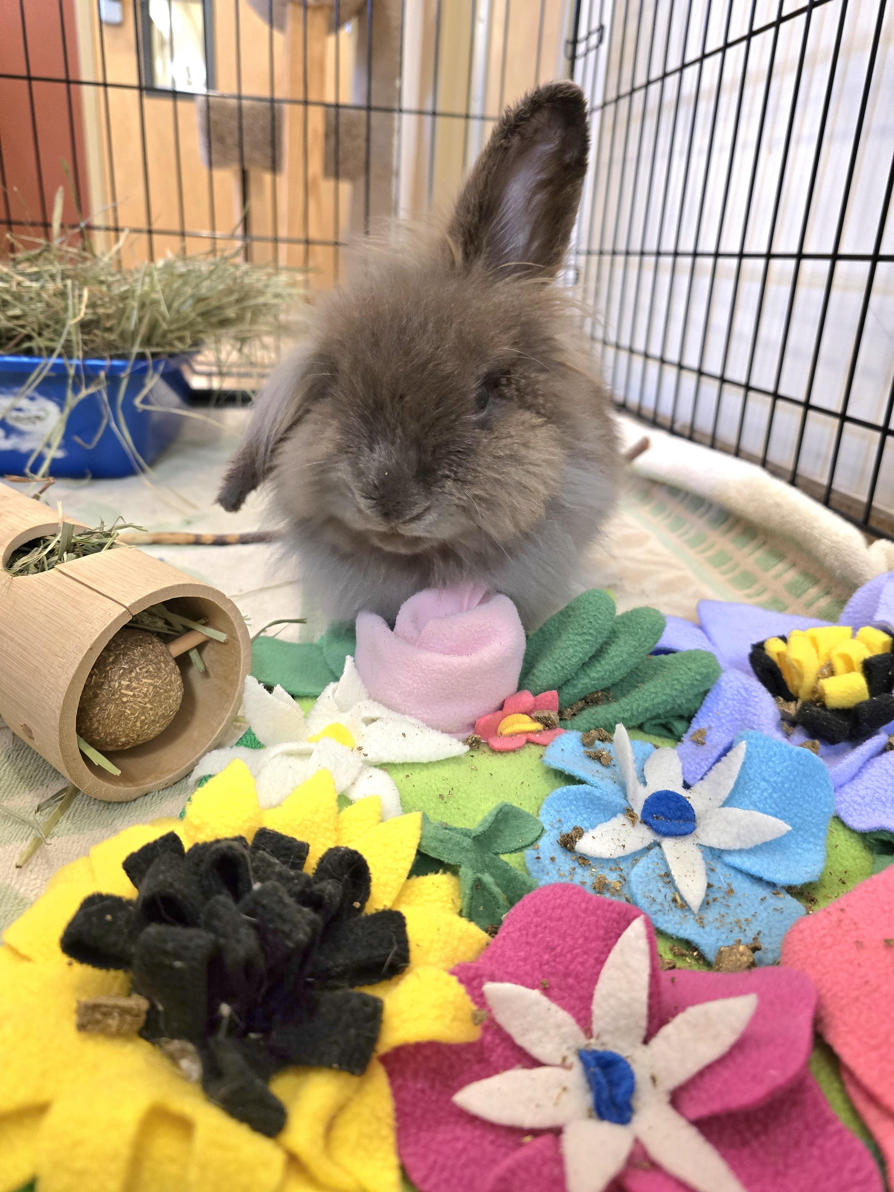 Peter Rabbit, Adopted, Adult Male Lionhead.