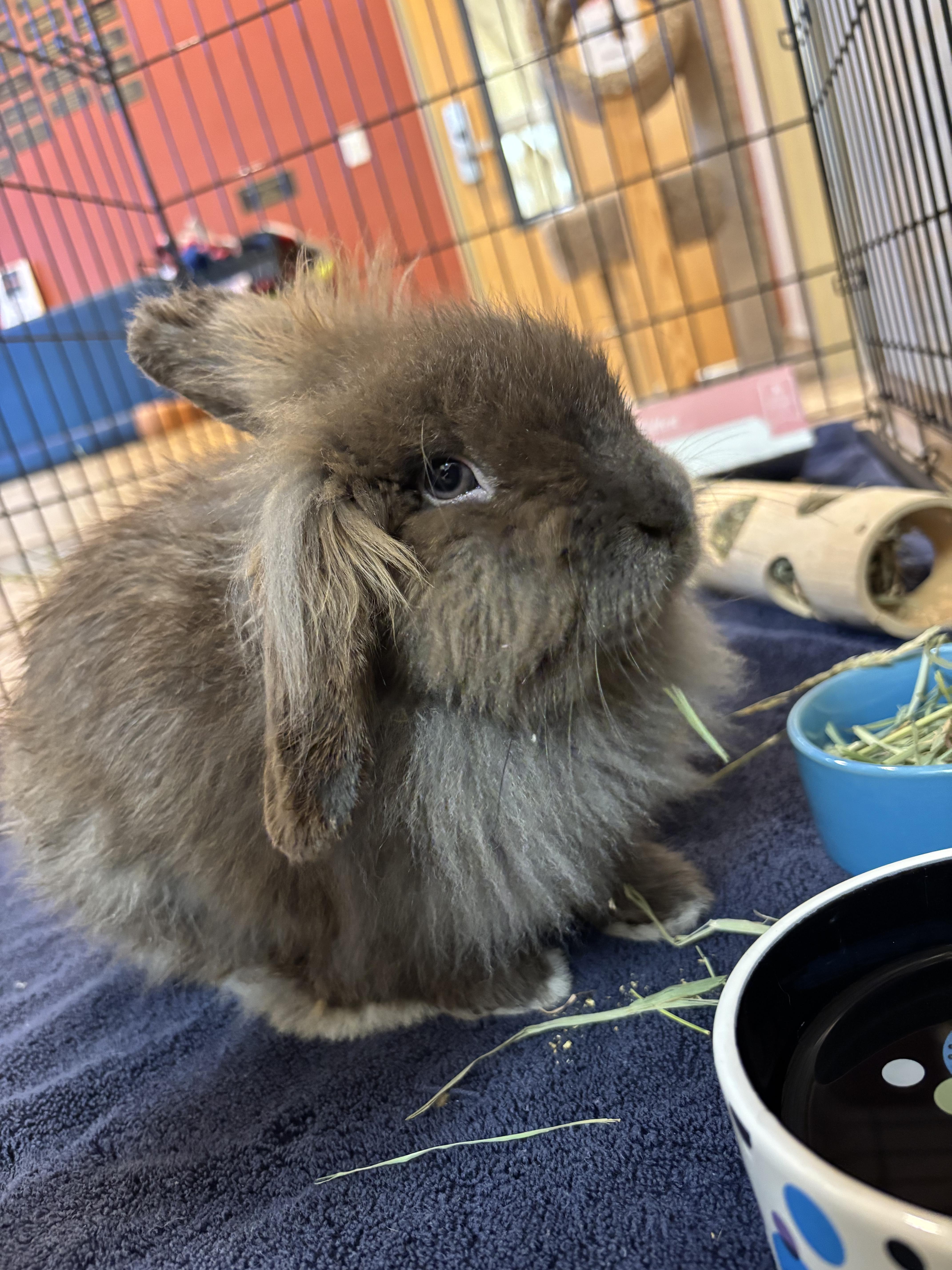 Enlarge Peter Rabbit, a Adopted Lionhead in Bristol, RI image 2/3