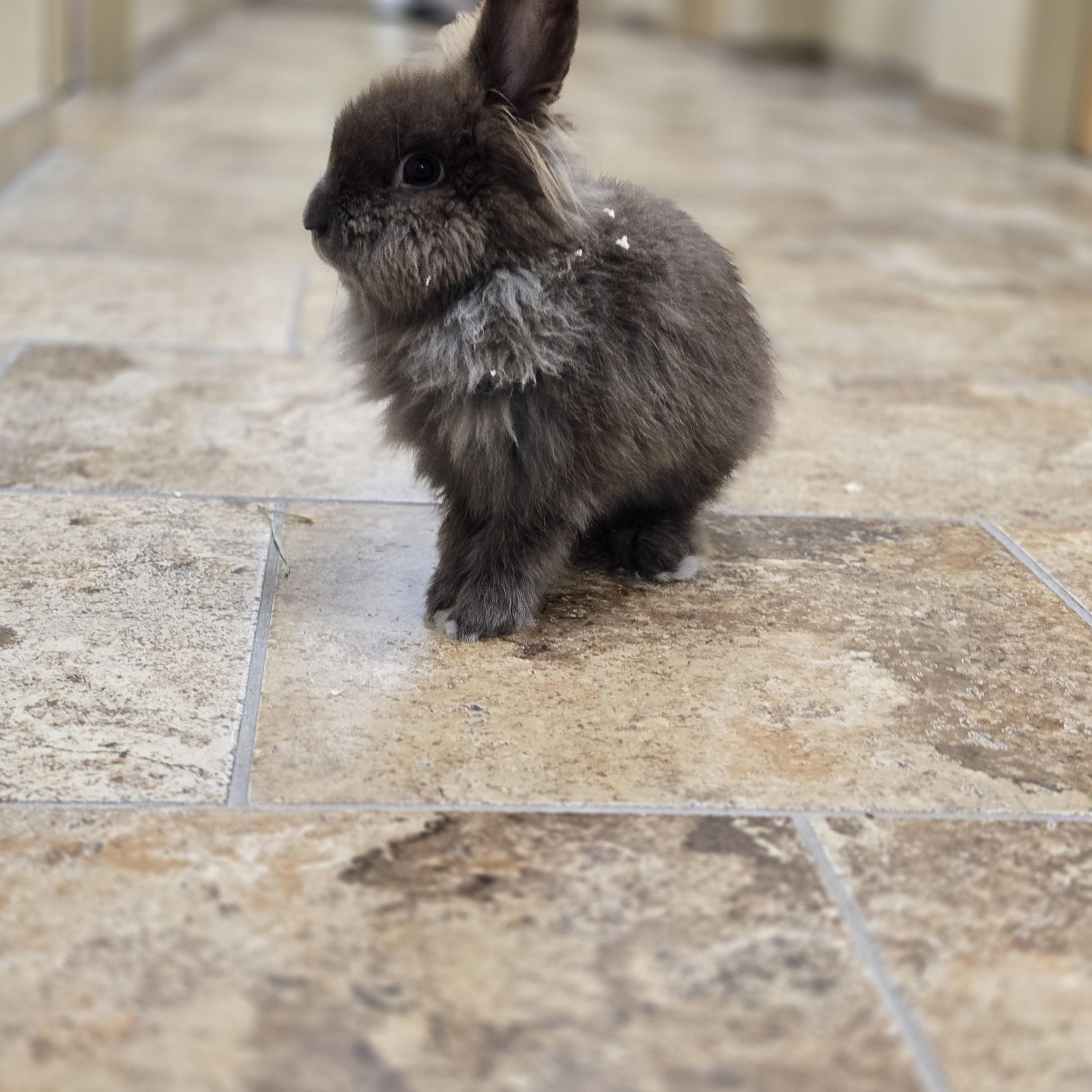 Enlarge Peter Rabbit, a Adopted Lionhead in Bristol, RI image 3/3