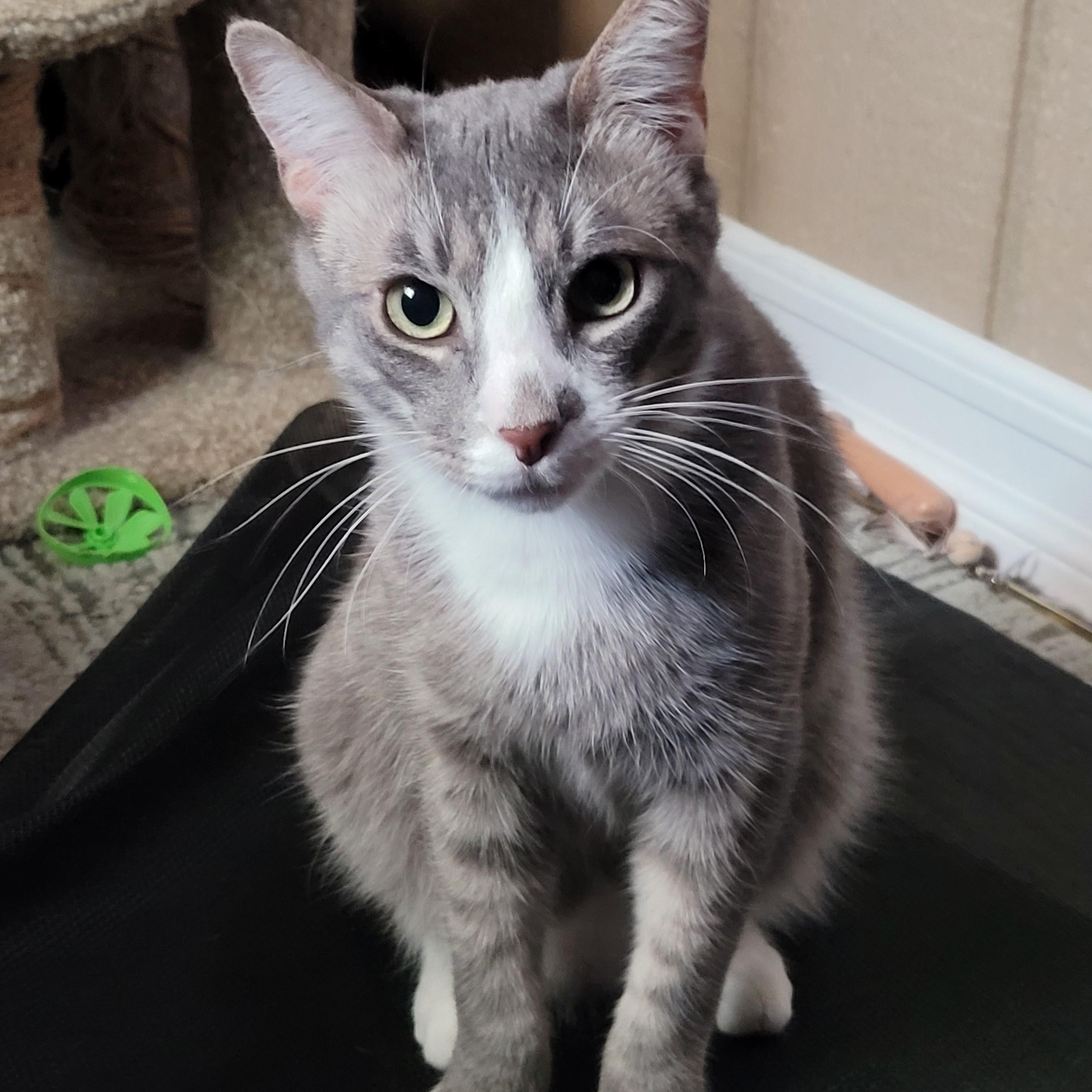 Gizmo, Adoptable, Young Male Domestic Short Hair & Tabby.
