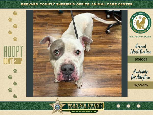 Enlarge Denver, a Adoptable mixed breed in Melbourne, FL image 1/1