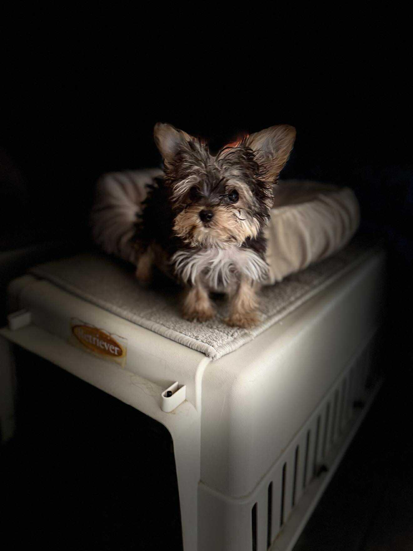 Enlarge Bruno, a Adoptable Yorkshire Terrier in Berlin, MD image 1/1