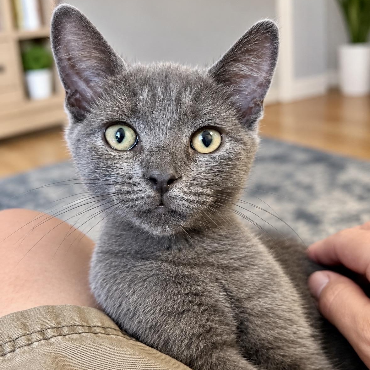 Dumpling, adopted, Kitten Female Russian Blue & Domestic Short Hair.
