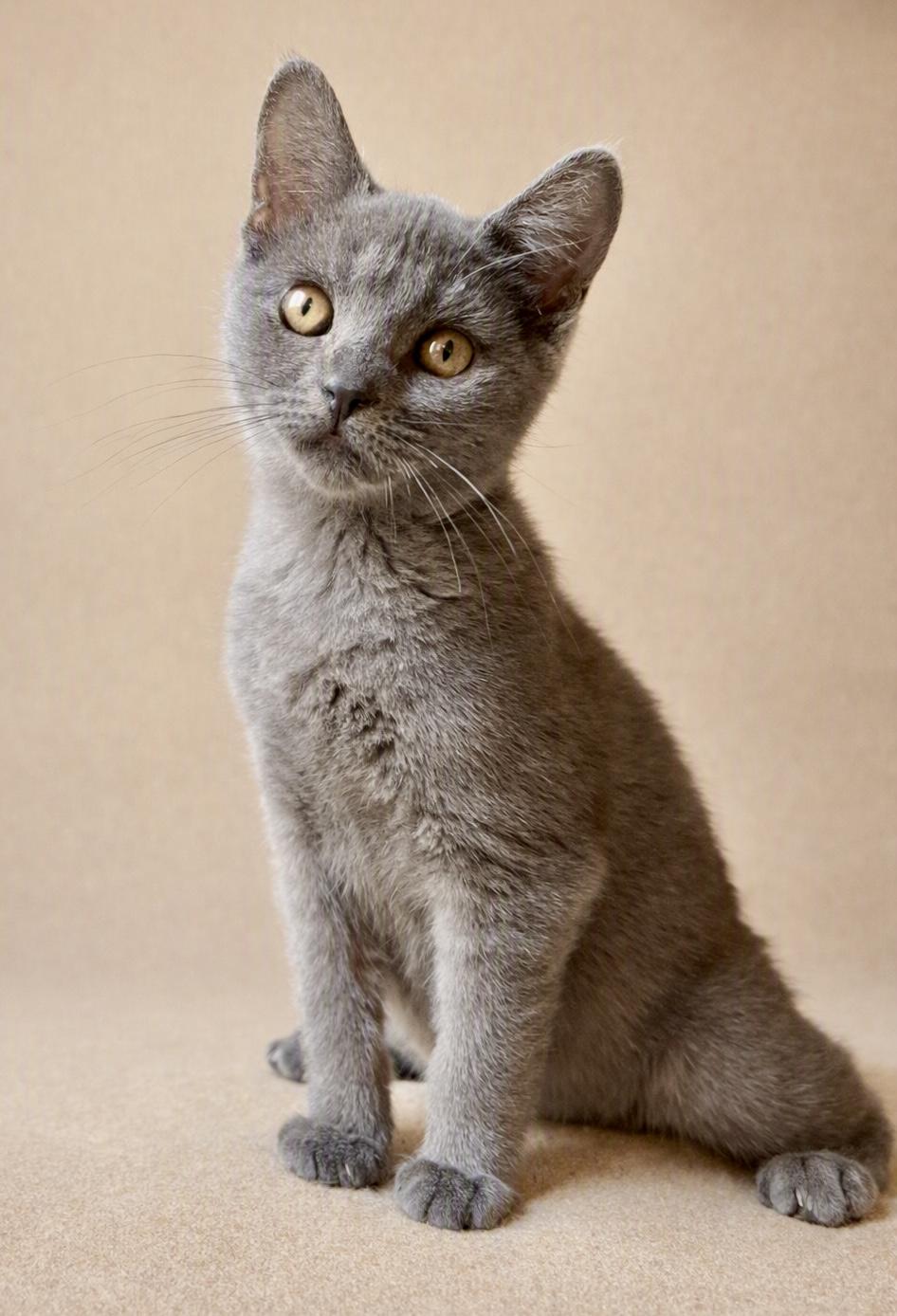 Dumpling, a ADOPTABLE mixed breed in Bethel, CT image 2/6