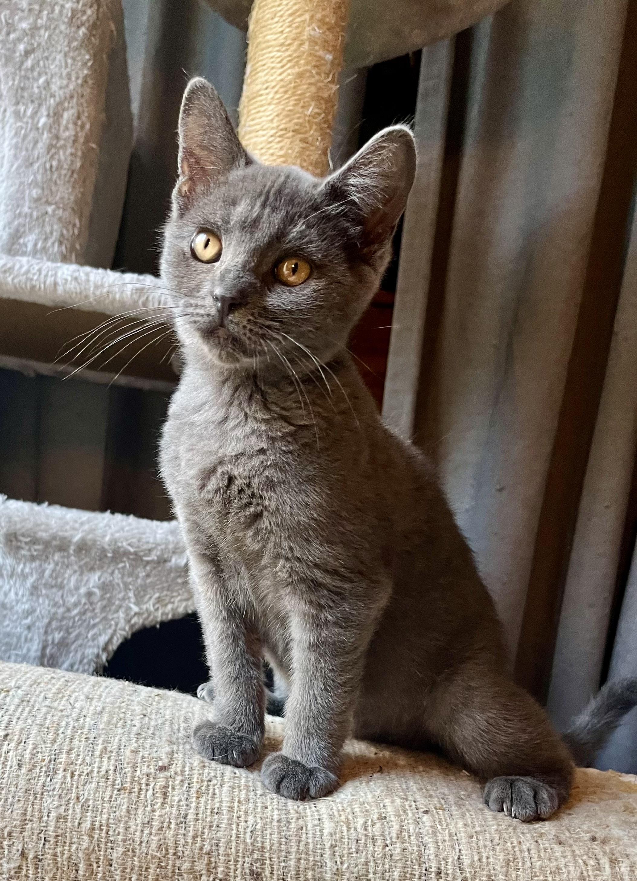 Dumpling, a ADOPTABLE mixed breed in Bethel, CT image 5/6