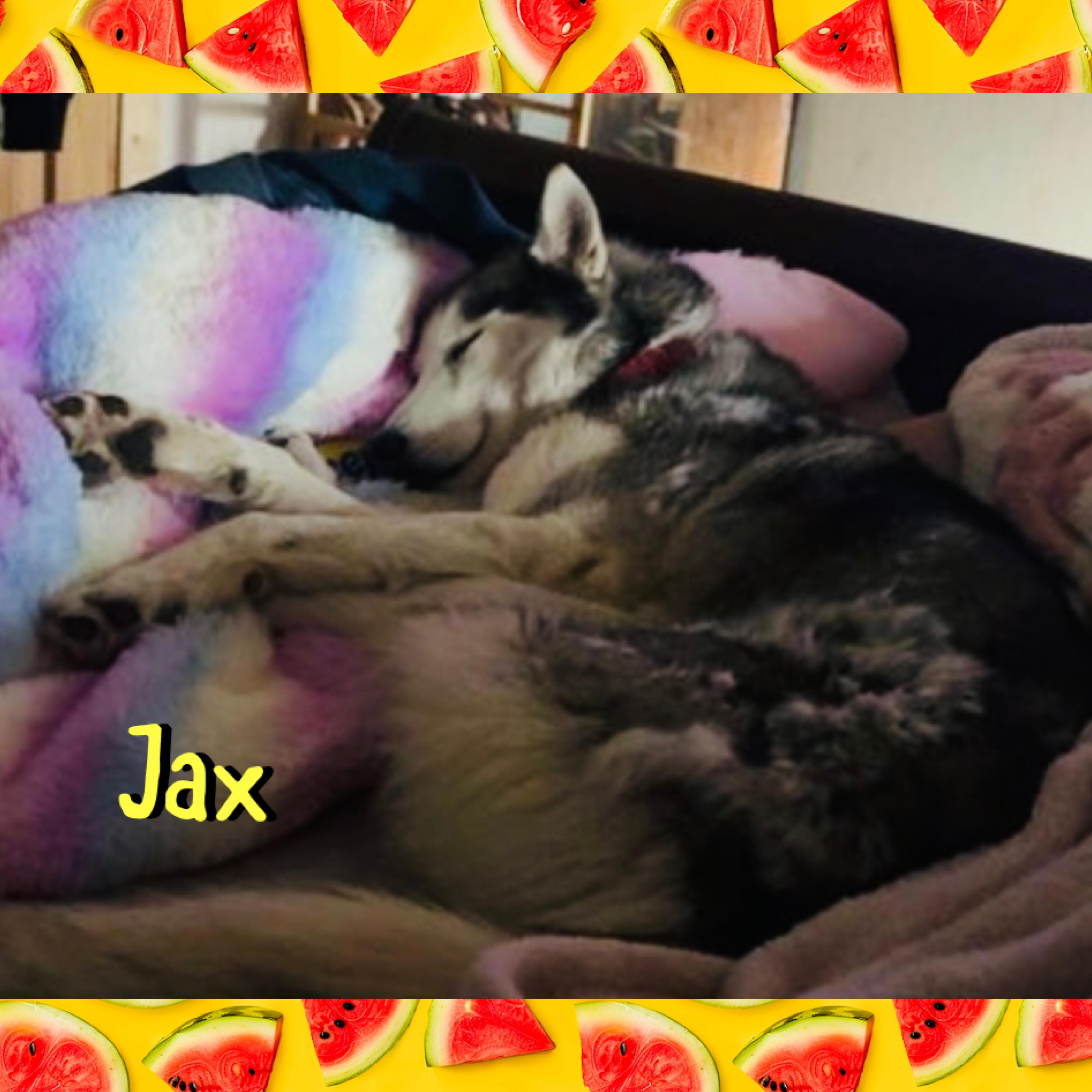 Jax, a ADOPTABLE Siberian Husky in Red Lodge, MT image 3/3