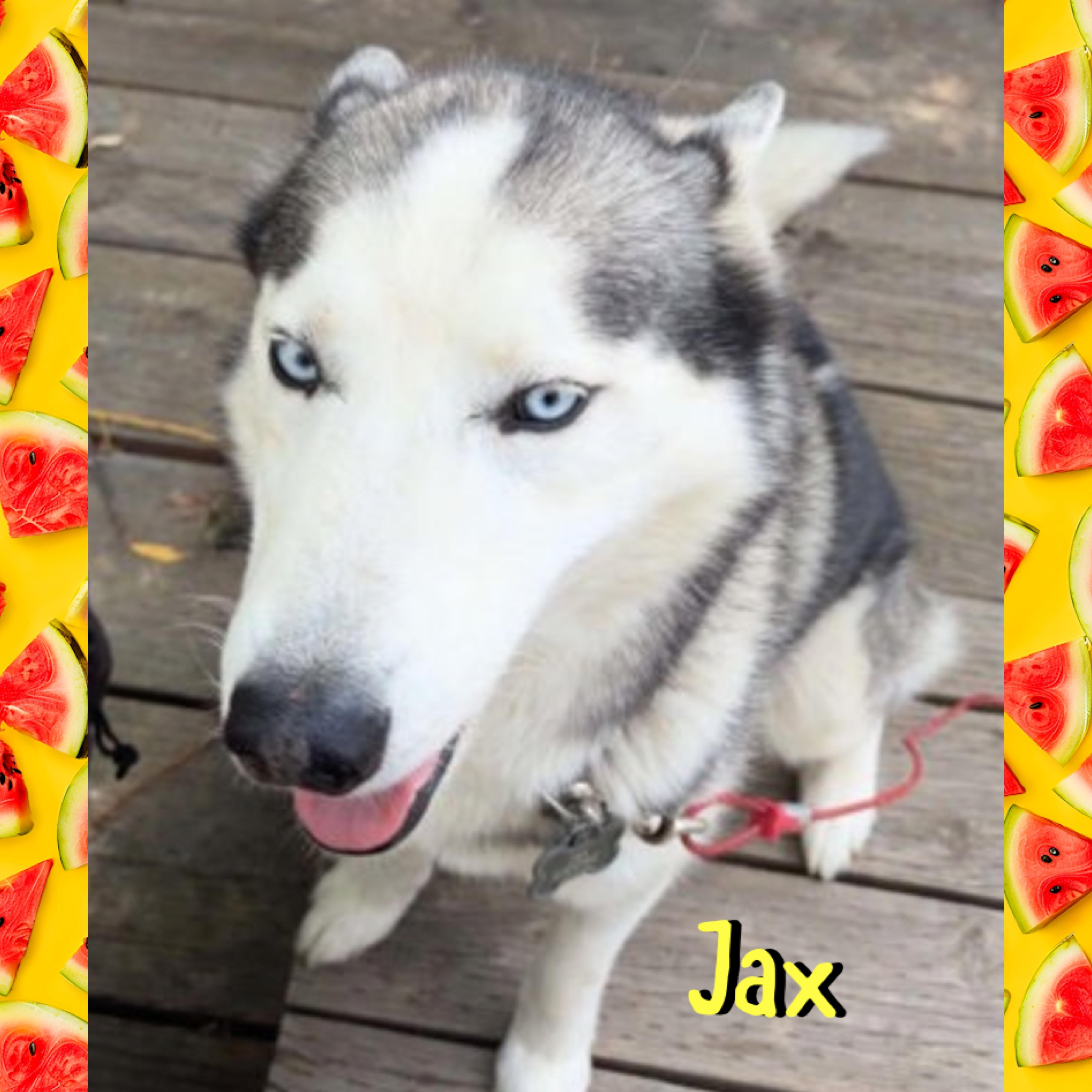 Jax, ADOPTABLE, Adult Male Siberian Husky.