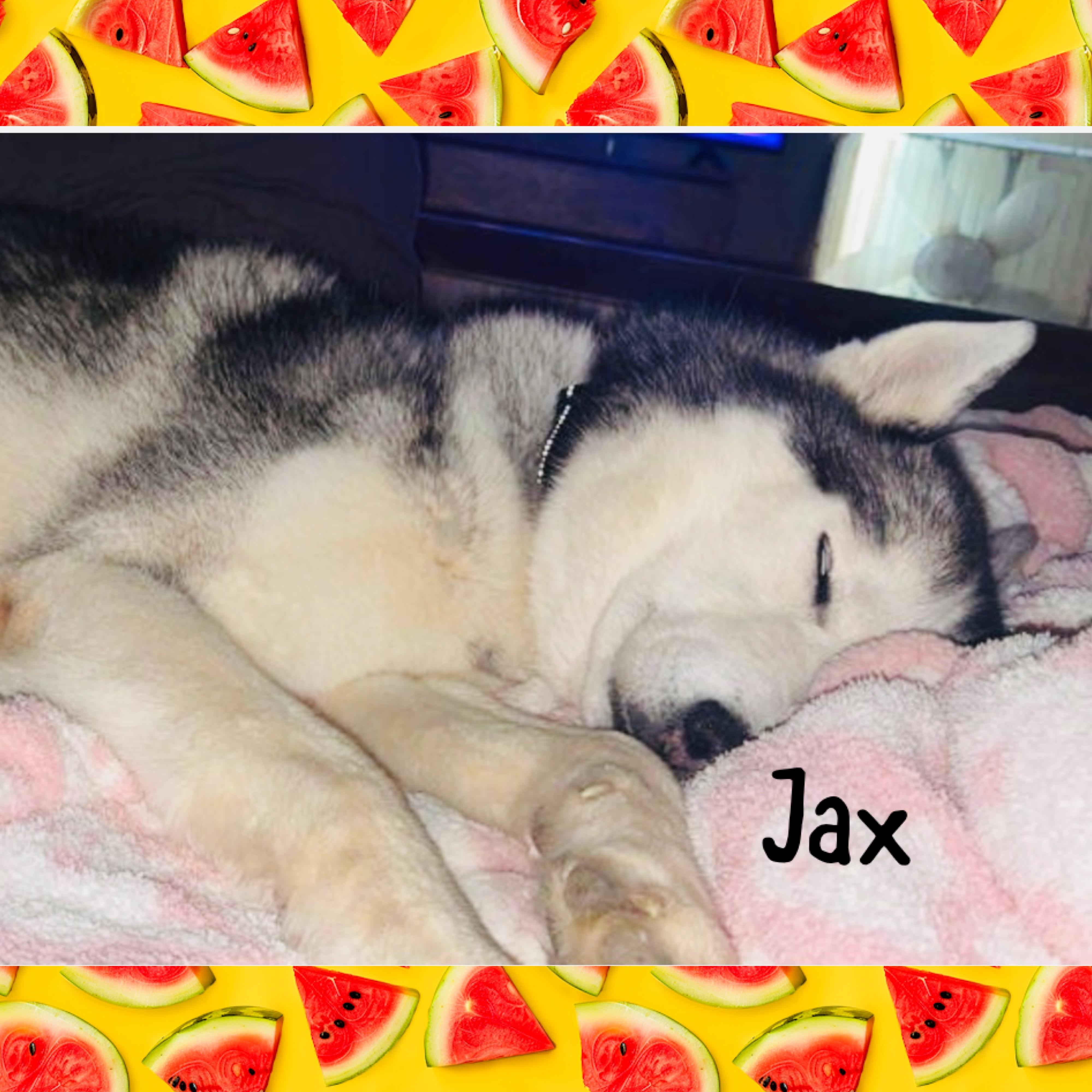 Jax, a ADOPTABLE Siberian Husky in Red Lodge, MT image 2/3