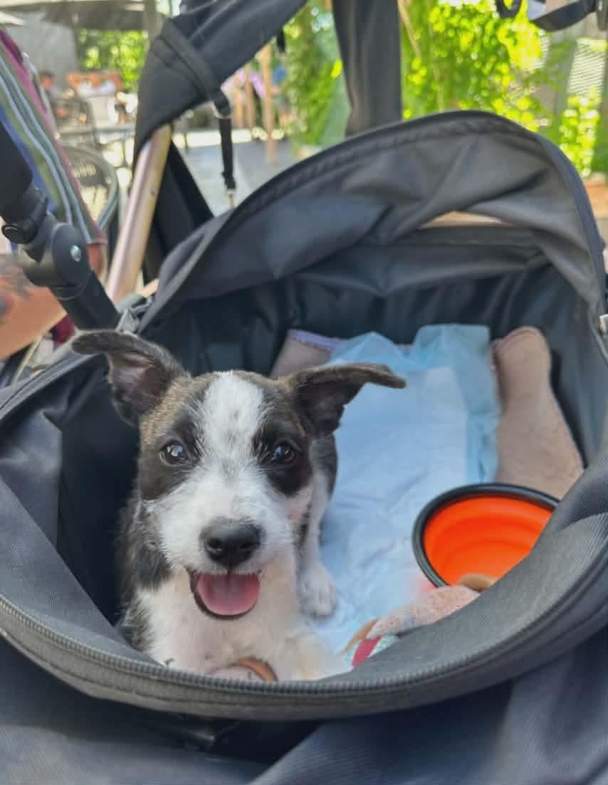 Jello, an adopted mixed breed in Boise, ID image 1/2