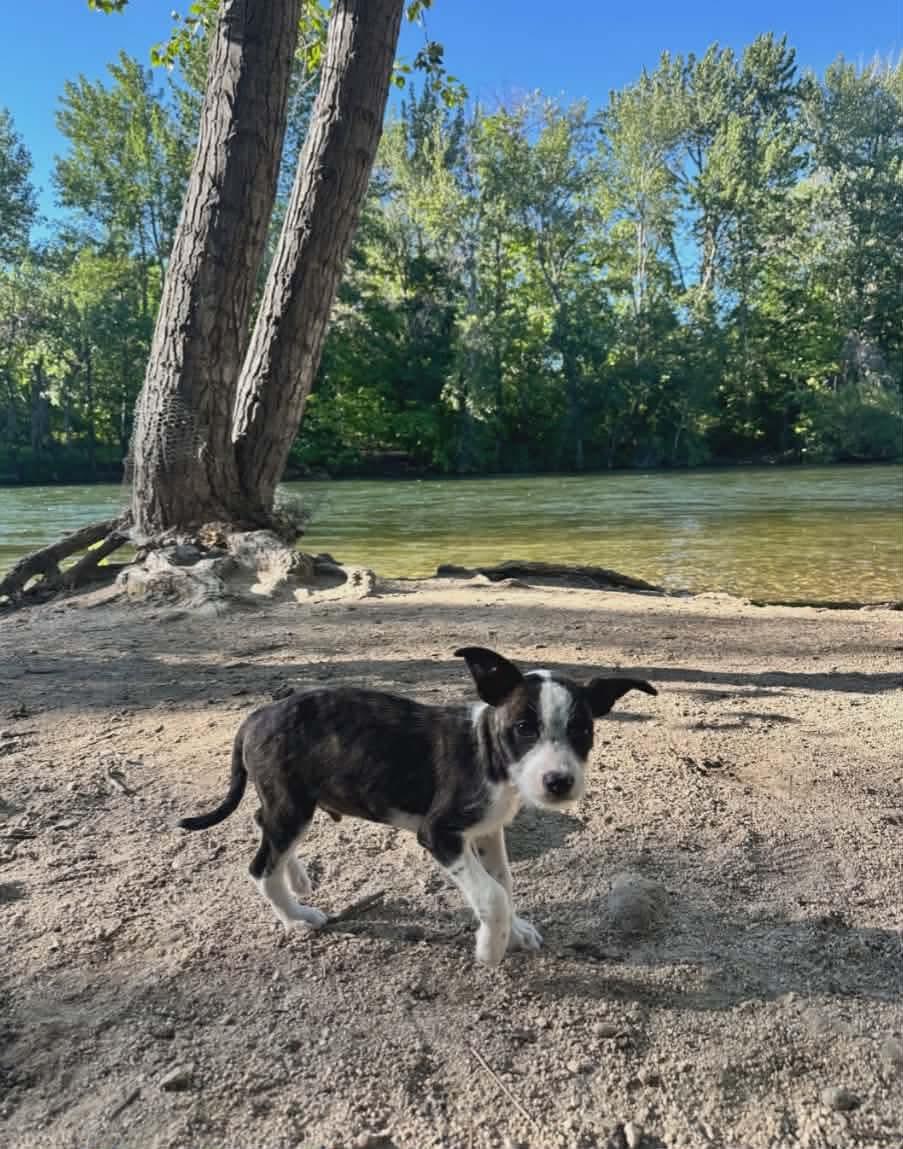 Jello, an adopted mixed breed in Boise, ID image 2/2
