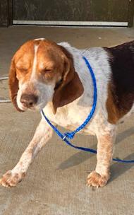 Funnel Cake, adopted, Young Female Beagle.