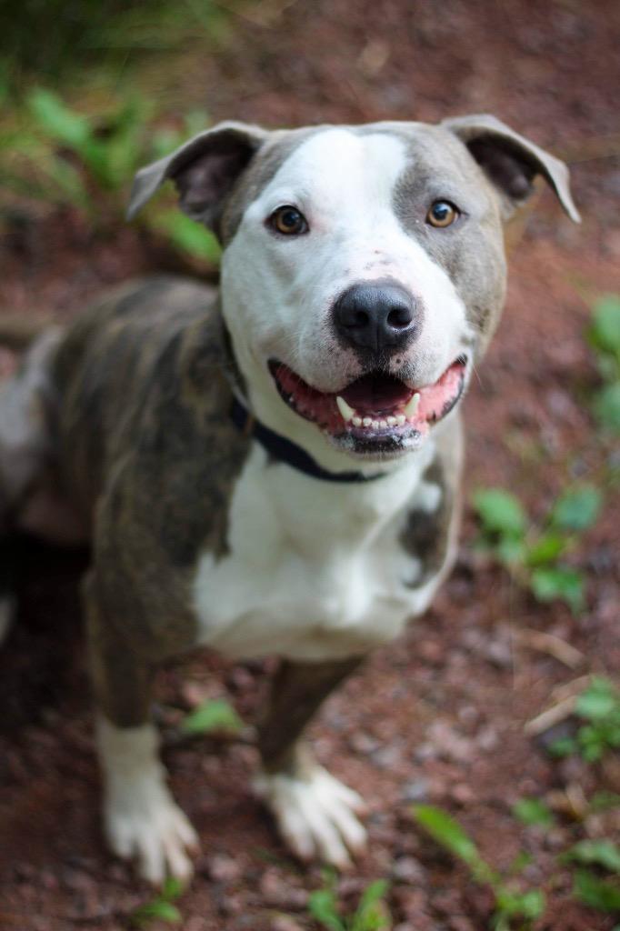 Dio, a Adoptable Terrier in Ashland, WI image 1/6