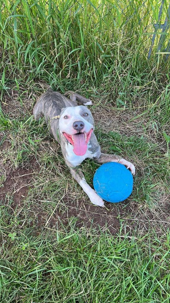 Dio, a Adoptable Terrier in Ashland, WI image 2/6
