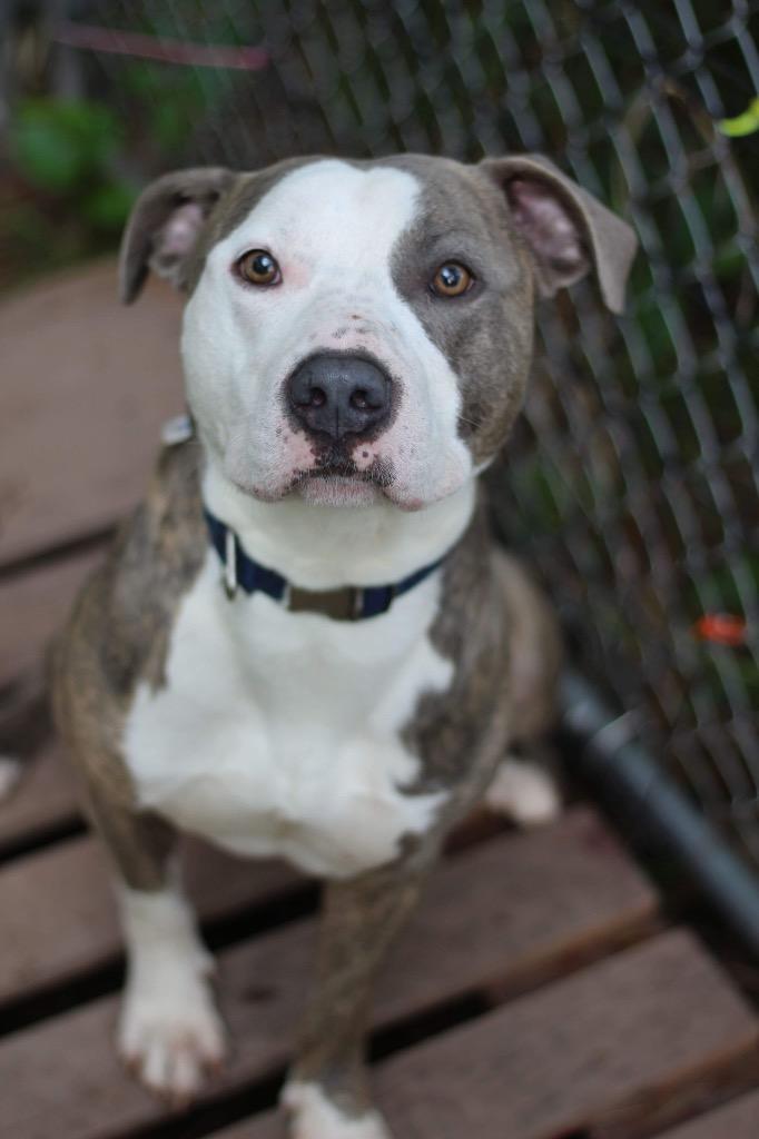 Dio, a Adoptable Terrier in Ashland, WI image 5/6