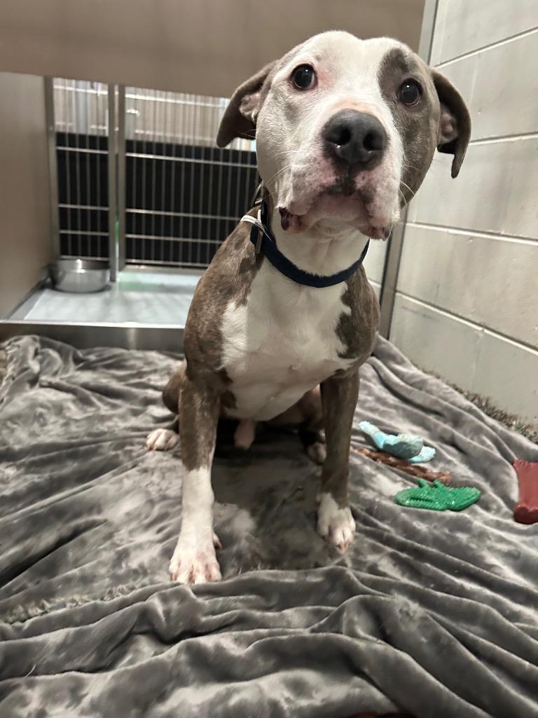 Dio, a Adoptable Terrier in Ashland, WI image 6/6