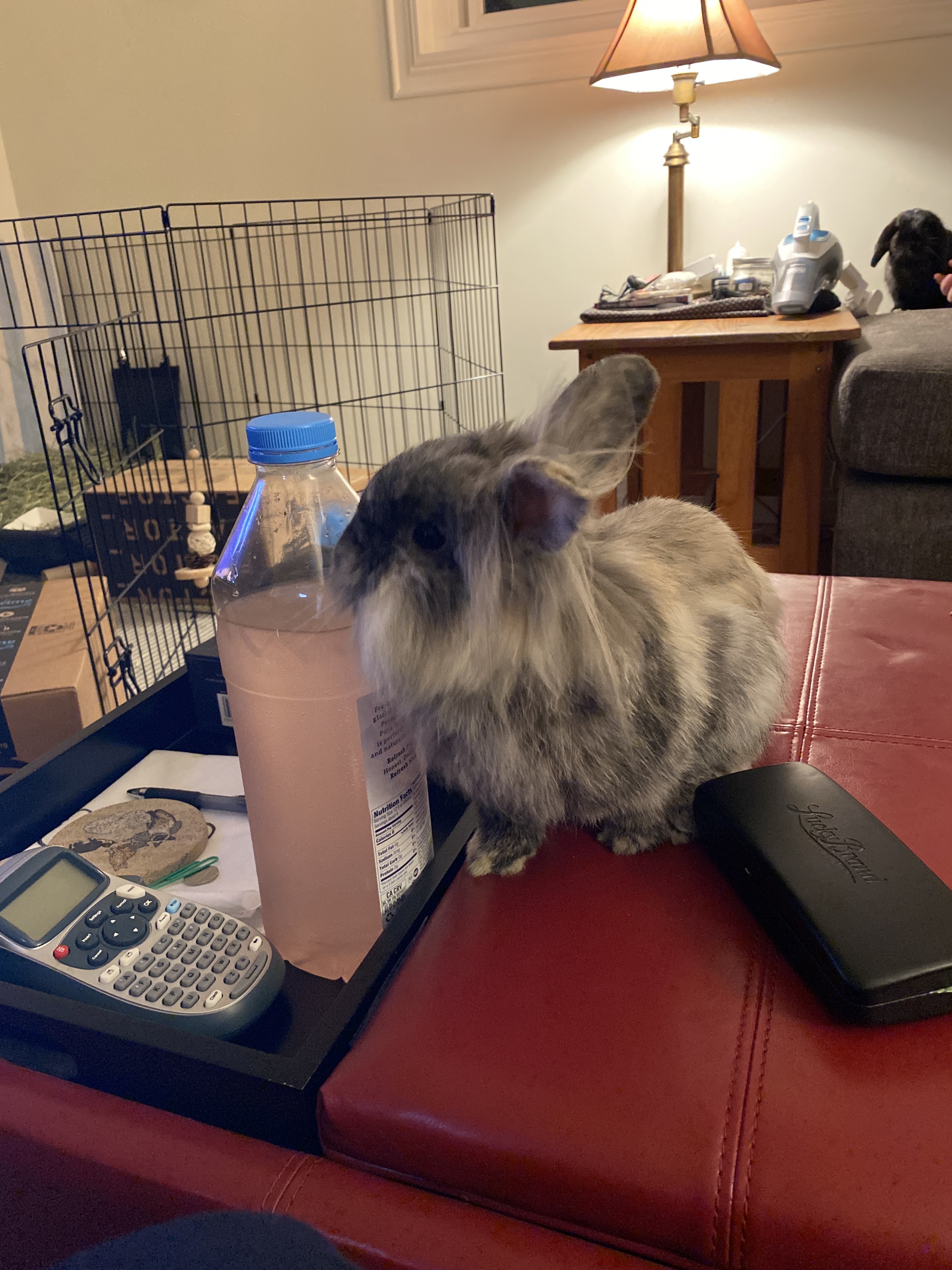 Hopper & Suzie, Adoptable, Young Male Lionhead & Holland Lop.