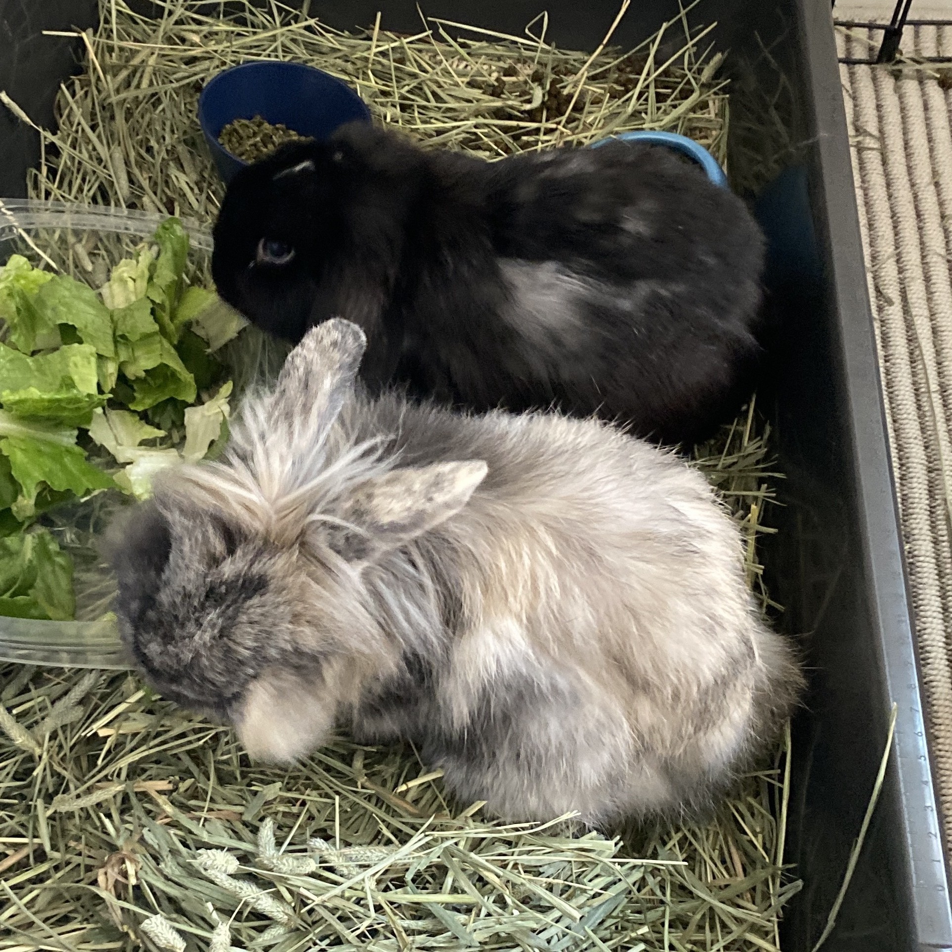 Hopper male Lionhead is very social He is happy to chill in your lap especially if you have a co