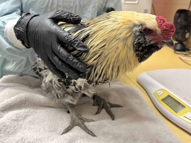 Enlarge CLICK CLUCKIN, a Adoptable Chicken in Colorado Springs, CO image 1/1