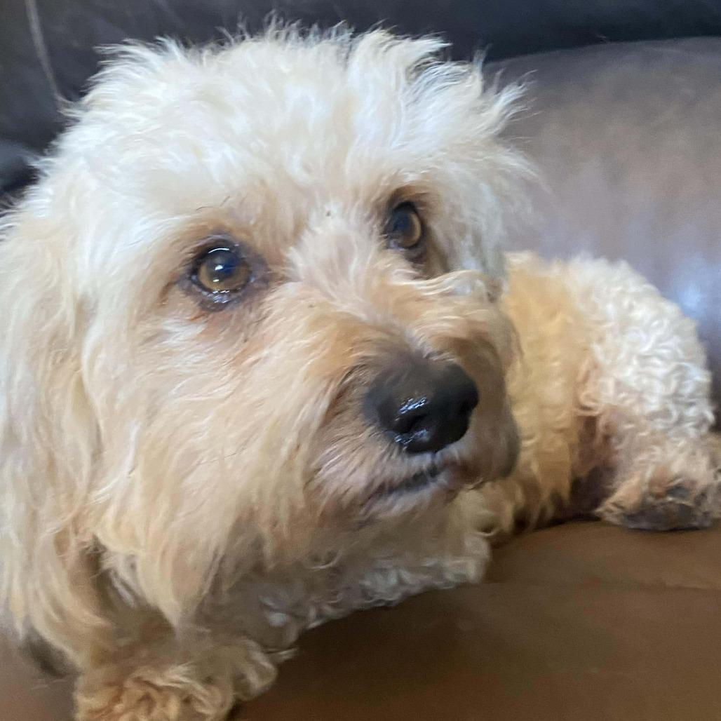 Lottie, a Adoptable Poodle in Montgomery, TX image 2/4