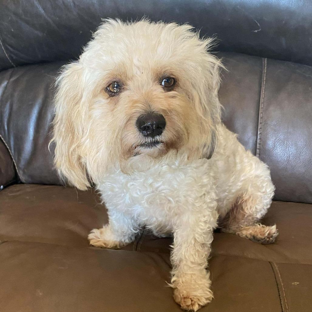 Lottie, Adoptable, Adult Female Poodle.