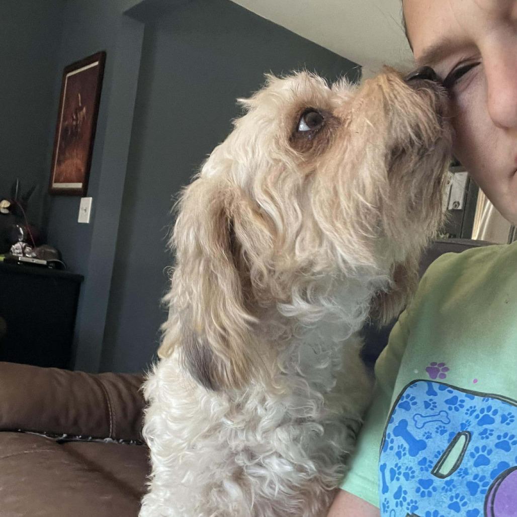 Lottie, a Adoptable Poodle in Montgomery, TX image 3/4