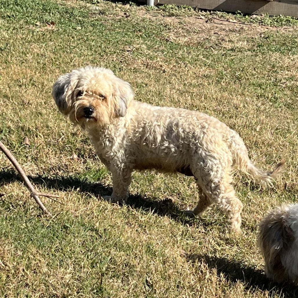 Lottie, a Adoptable Poodle in Montgomery, TX image 4/4