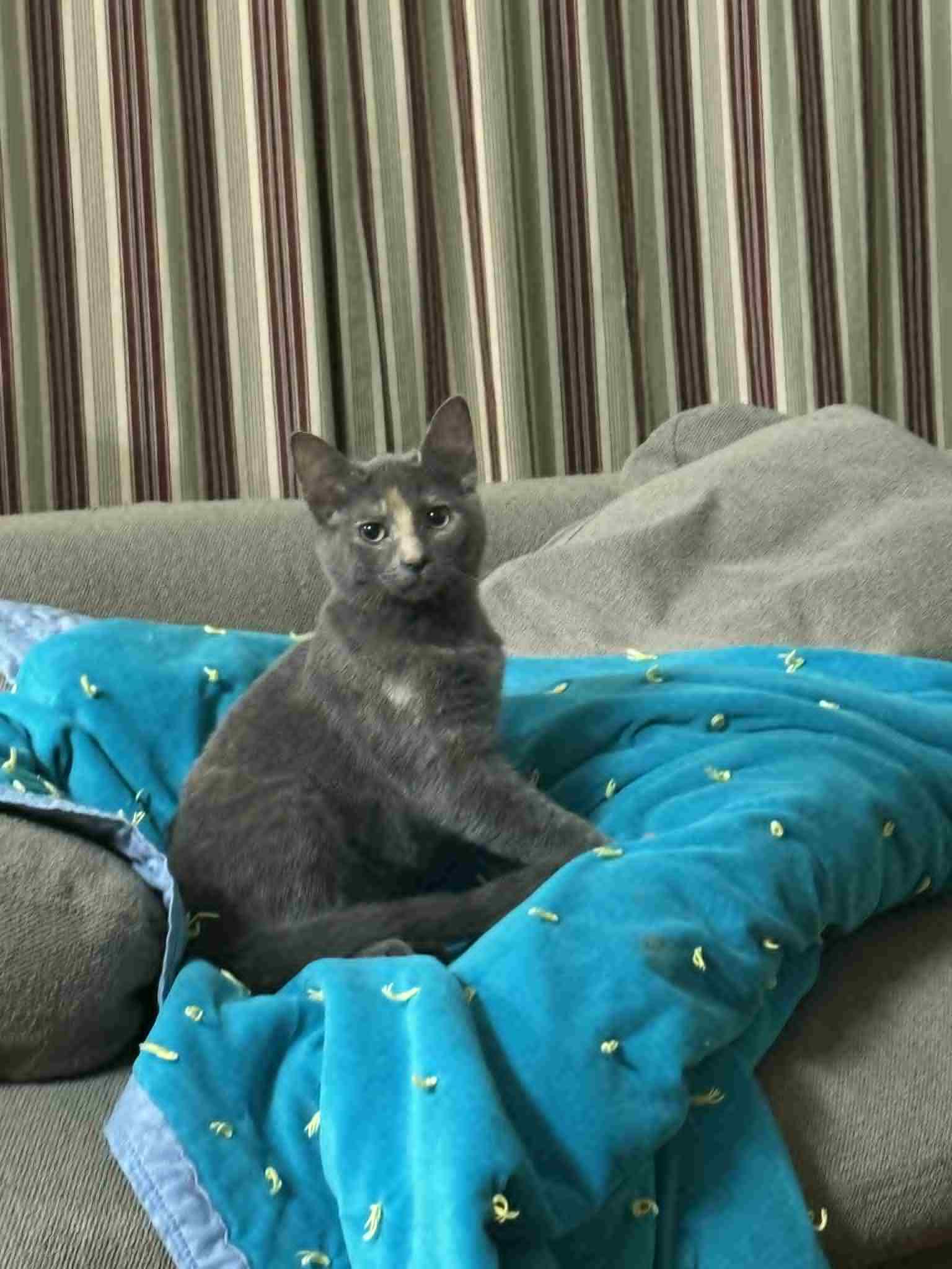 Love, Adoptable, Young Female Domestic Short Hair.